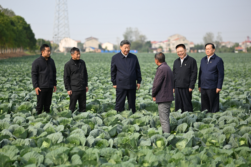 11月4日至6日,中共中央总书记、国家主席、中央军委主席习近平在湖北考察。这是5日上午,习近平在咸宁市嘉鱼县潘家湾镇十里蔬菜长廊考察时,走进田间,察看蔬菜长势。